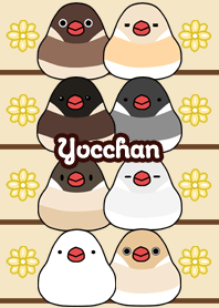 Yocchan Round and cute Java sparrow
