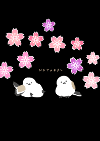 シマエナガ　うららか24