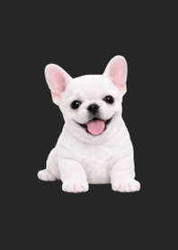 Plush Frenchie B/W 02