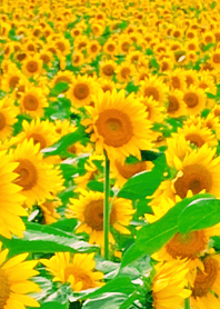 Japanese Summer -Sunflowers