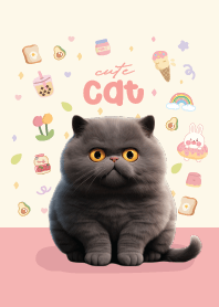 แมวดำน่ารัก บริติช ช็อตแฮร์ (สีชมพู)