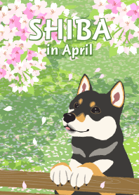 SHIBA in April