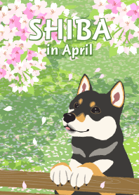 4月の柴犬