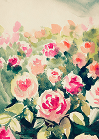 Beautiful rose flower(R4195)