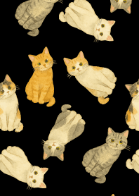 A suspicious cat on black