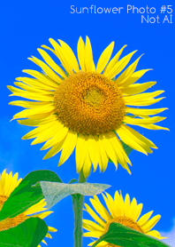 Sunflower Photo #5-13 NotAI