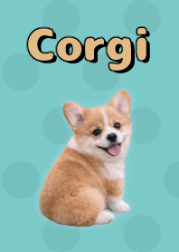Corgi Theme Beige 04