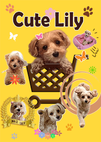 Cute Dog Lily's Lovely Theme