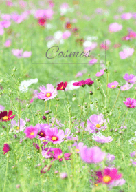 --- Cosmos --- 55