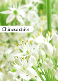 Chinese chive flower