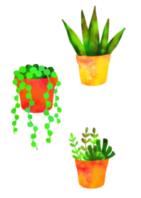 オトナかわいい 観葉植物