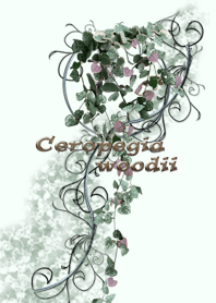 Ceropegia woodii