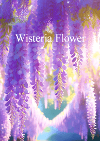 藤の花 vol.11