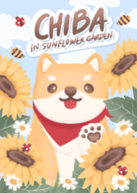 Chiba in sunflower garden