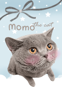 Momo the cat