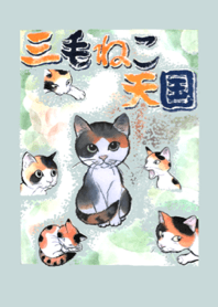 Tortoiseshell cat heaven