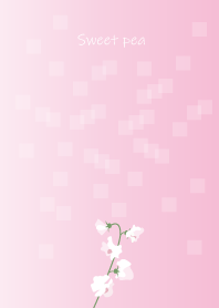 March's birth flower, Sweet pea.