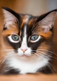 Nyanko Great Runaway#mabQAA212.