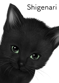 Shigenari Cute black cat kitten