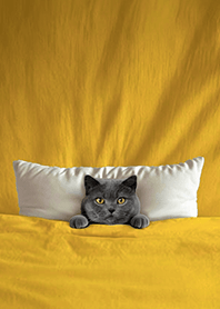 Fun playful cat  blanket4o-gray cat