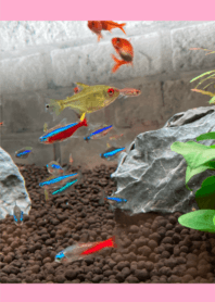 aquarium tetra