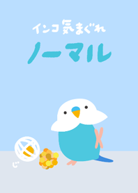 Budgie Blue Renewal
