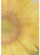 /Sunflower/32