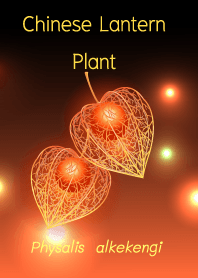 Chinese Lantern Plant Theme