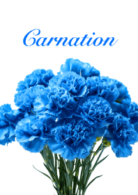 Carnation vol.10