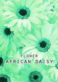 FLOWER AFRICAN DAISY[green]