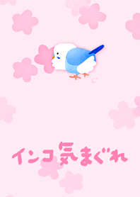 Budgie Blossoms Renewal