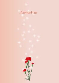 May birth flower,Carnation