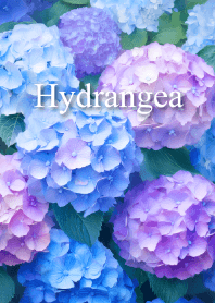 "Hydrangea vol.6" theme