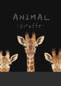 ANIMAL - Giraffe - BLACK/GRAY
