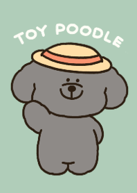 Black Toy Poodle 01