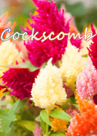 Cockscomb ver.2