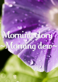 Morning glory ~Morning dew~ ver.2