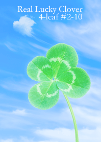 Real Lucky Clover 4-leaf#2-10