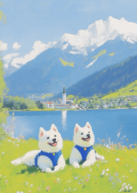 Cute Samoyed fat body_3