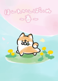 Shiba Inu Dog<spring2021>