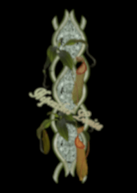 Nepenthes Louisa [Modified version]