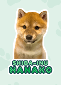 Shiba Inu Hanako [PhotoTheme*a22]