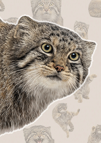 Kucing Pallas Realistis Cokelat