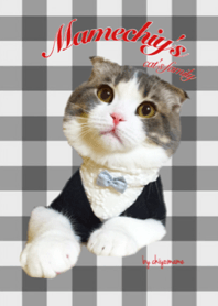 mamechiyo's cats family