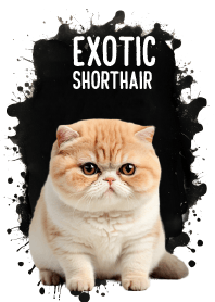 Cute Exotic Shorthair So Cool Theme (JP)