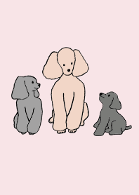 สุนัข พุดเดิ้ล_สีชมพู