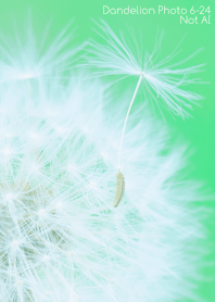 Dandelion Photo 6-24Not AI