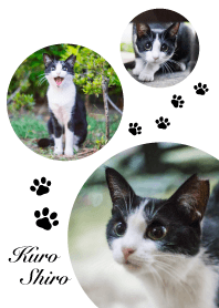 Nora Cat Black white