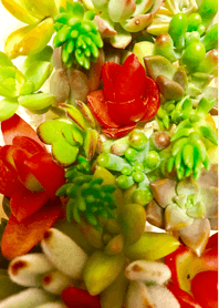 いろいろな植物たち