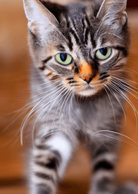 Cats Run Wild #cjvag213